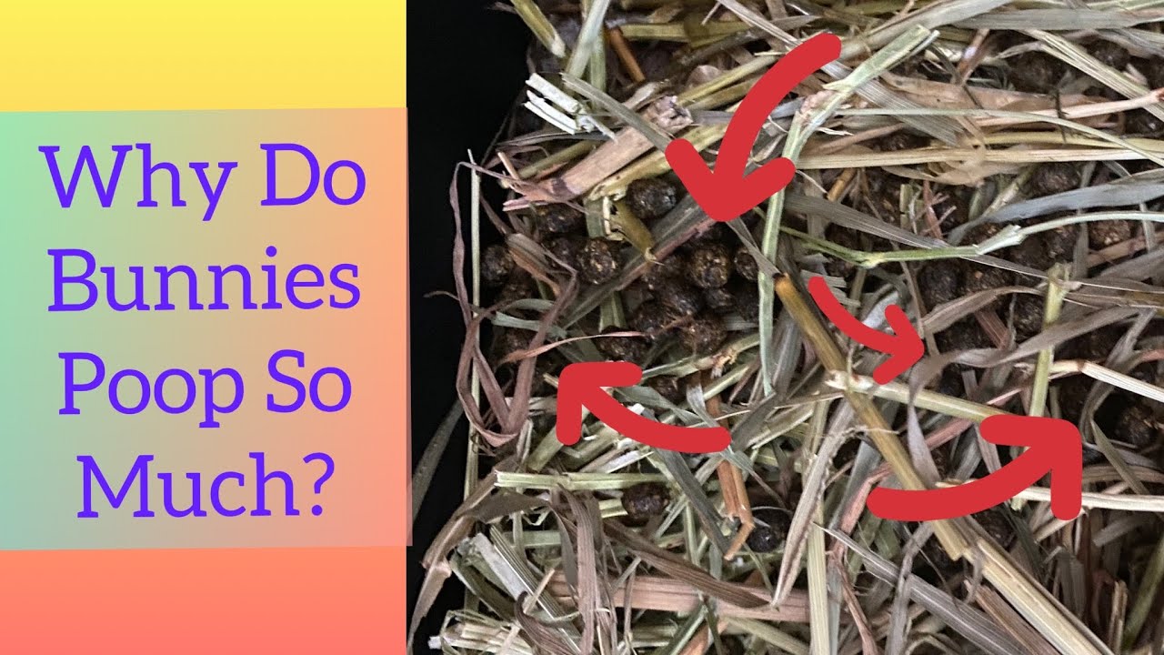 Why Do Rabbits Poop So Much? Can We Reduce The Shit Fest? YouTube