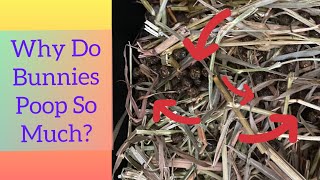 Why Do Rabbits Poop So Much? Can We Reduce The Shit Fest?