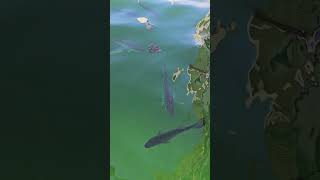 Striper Bass &amp; Carp in Boulder Basin — Peaceful Desert Lake Moment