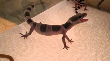 Warum schreien Geckos?