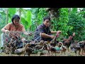 Expanding Livestock Farming At The Farm Pao Invests In Buying More Chicks To Raise Expanding Livestock Farming At The Farm Pao Invests In Buying More Chicks To Raise