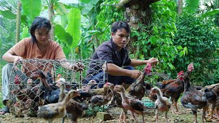 Download Lagu Uitbreiding van de veehouderij op de boerderij: Pao koopt meer kuikens om groot te brengen MP3 Download Lagu Uitbreiding van de veehouderij op de boerderij: Pao koopt meer kuikens om groot te brengen MP3