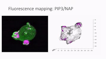 Josiah Lutton: Cell surface analysis on LLS microscopy provides new insights into macropinocytosis