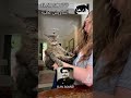 ELAV SOUND الشاويش عطية ELAV SOUND الشاويش عطية