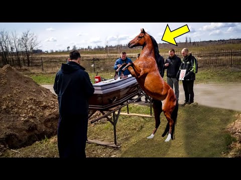 Video: Zustände eines Pferdes: Beschreibung, Merkmale und Struktur