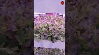 #Shorts | Hydroponic Farm | Carrefour | Dubai