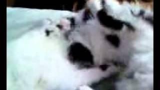cats cleaning and fighting