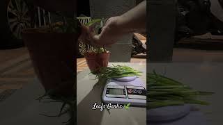 Memanen Daun Bawang #bawangmerah #bawangputih #garden #garlic #agriculture #home #urbanfarming #fyp