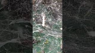 Cyrtophora citricola spider and its web on the fig tree. It may look creepy or weird.
