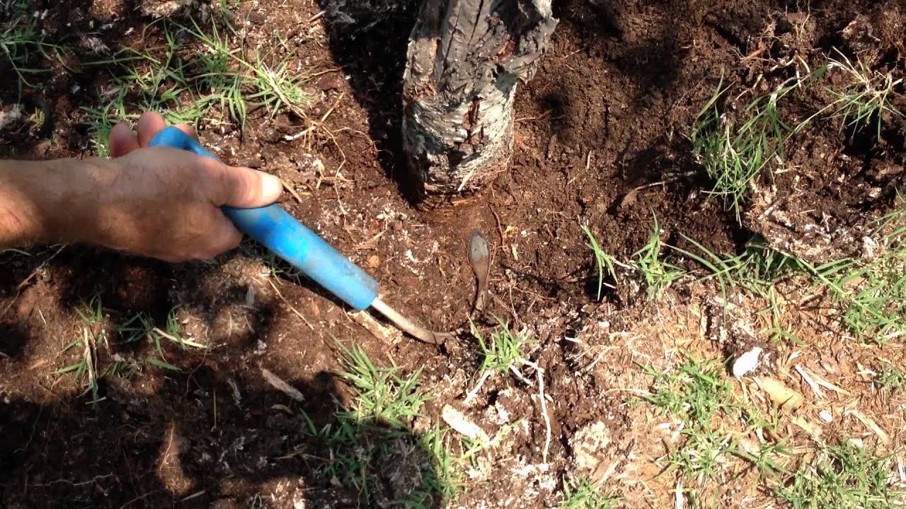 Ornamental Cherry Tree - Investigating the cause of decline