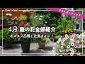 【4月下旬】庭の花全部紹介・オススメ品種と注意点も紹介