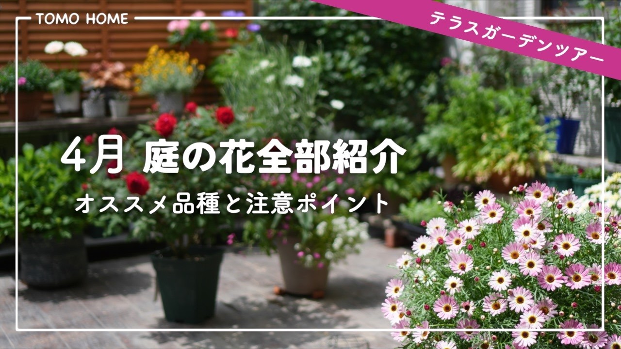 Late April] A complete guide to all the flowers in your garden