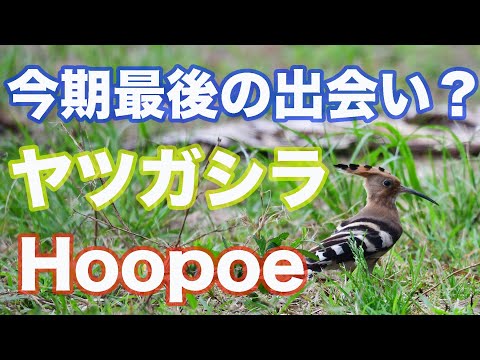 【野鳥撮影】石垣島 ヤツガシラ 今期最後の出会いかな？ Hoopoe