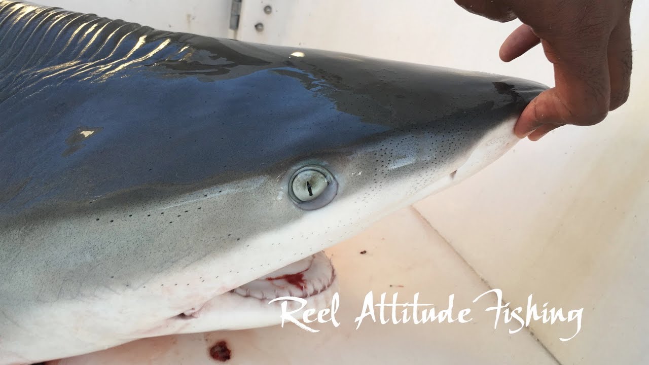 Catching a Mixed Bag While Drift Fishing Argus Bank in Bermuda