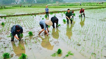 [Khuyến nông Hà Giang] Đẩy nhanh tiến độ gieo cấy lúa vụ Mùa 2025 I Tuyên Quang 090725