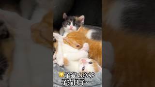 🐱🐱子猫たちの珍妙猫団子   #cat #kitten #猫 #子猫 #ねこ #こねこ #shorts  #猫のいる暮らし