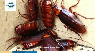 Pest Control For Cockroach & Ants