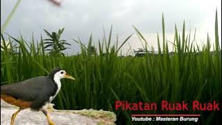 Masteran Burung - Pikat Suara Burung Rauk Rauk atau Pancingan Burung Truok