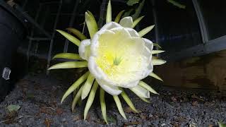 Yellow Dragon Fruit time lapse flower bloom cool climate