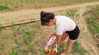 Life on the farm: Single mother fertilizing corn and roofing a new house, Everyone's help