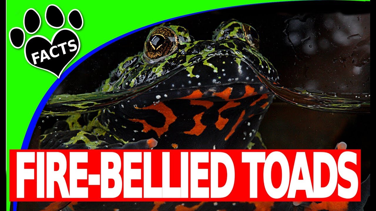 Fire Bellied Toads Fun Facts - Oriental (bombina orientalis) - Animal Facts