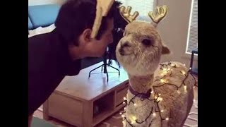 Alpaca Shows off Christmas Spirit || ViralHog