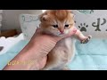 Litter d british shorthair kittens  lux paw cattery