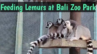 LEMURS FEEDING AT BALI ZOO PARK