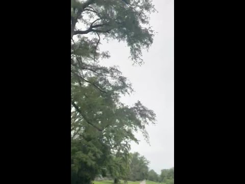 Dive-bombing bird