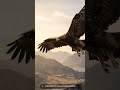 This Eagle Fact Will Ruin Your Day