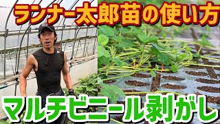 「いちご栽培 いちご農家」ランナー太郎苗の使い方とマルチビニール剥がし方法について