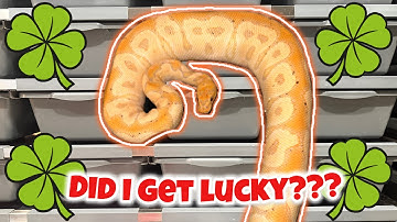 2024- Clutch #3  Egg Cutting - Breeding Ball Pythons