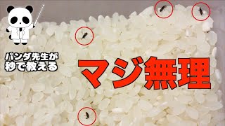 無農薬玄米から大量の黒い虫が発生しました