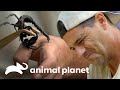Ataques e mordidas de animais que quase levaram o Frank à morte | Wild Frank | Animal Planet Brasil