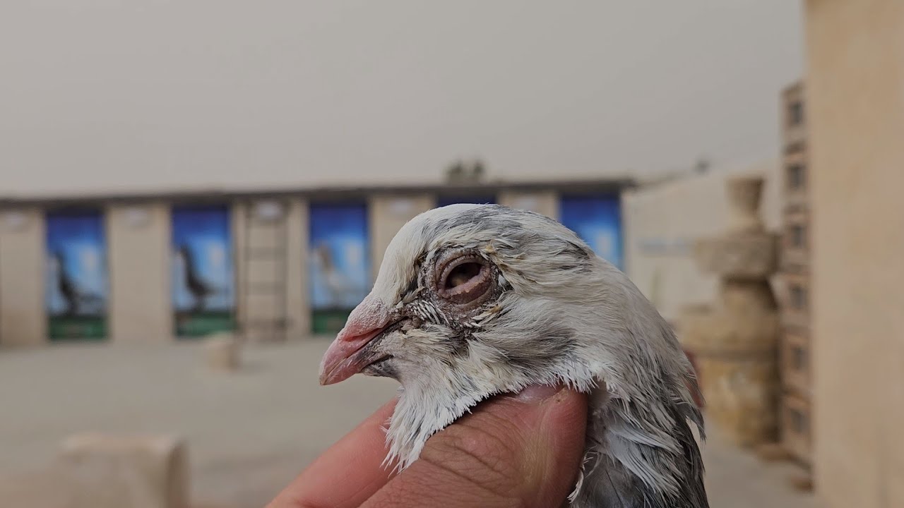 قعد عندي اقل من شهر🤔 ووزعتو في مكان بعيد 😱 ورجعلي بعد شهرين 🔥وهيك كانت حالتو 