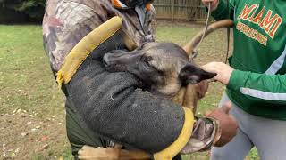 5 month old Belgian Malinois Bite Work