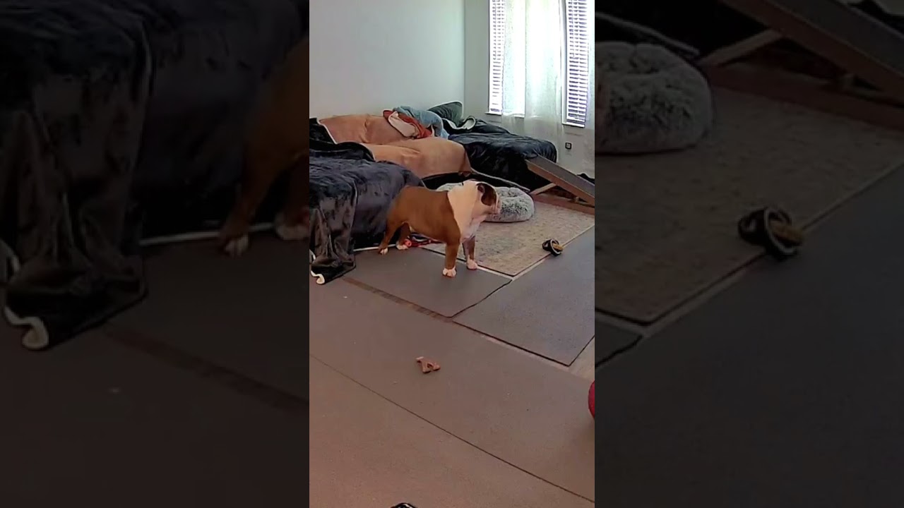 When you go get the mail w/o your dog 