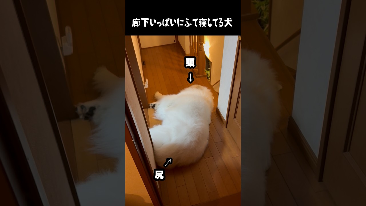 廊下いっぱいにふて寝してる愛犬 #グレートピレニーズ #大型犬 #愛犬 #かわいい犬 #greatpyrenees