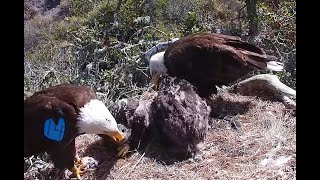 Joint feeding at Fraser Point. Explore.org 17 May 2022