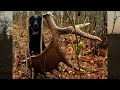 Maine Moose Antlers | Shed Dog is Dialed In |Shed Hunting Tour 2020