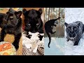 Luna the panther is the best football player ⚽️🐆/ Funny moments of 2022