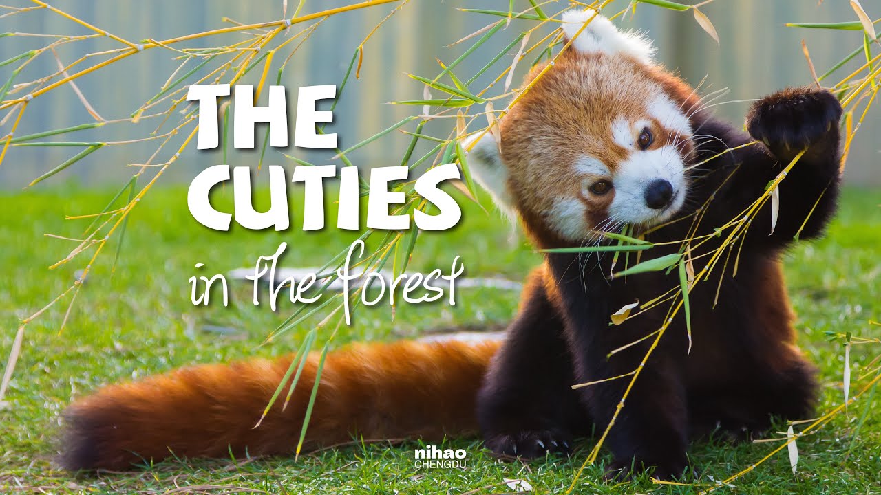 The cuties in the forest 