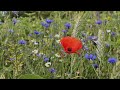 Werken aan een bloemenveld