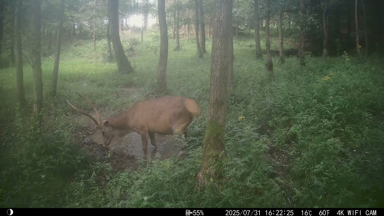 Bandyta ,  nagrania z fotopułapek 2025 .