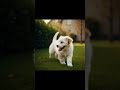 Tom and the Red Ball: A New Friendship