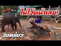 EP4.บ้านตูนะบาน❗️ไว้หน้าตูบ้าง🔰บัวบานสนใครที่ไหน ดาวvsบาน