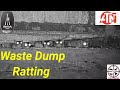 Waste Dump Ratting With Atn 4k Pro, AirGun Hunting.