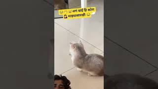 #cat #funny #bollywood #rajkumardialog #memes #movie #lifeisbutadream #lifeisbutadream #animals #ani