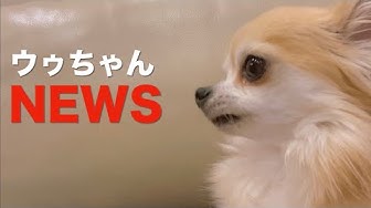 キャスター Youtube