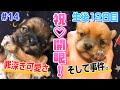 【生後12日目】双子のお目々が開いたけど、事件が起きました。【ミックス犬】